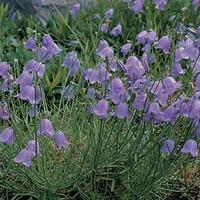 Campanula rotundifolia - 1 packet (1000 campanula seeds)