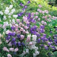 campanula medium mixed 1 packet 850 campanula seeds