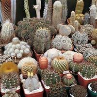 cactus special mix 1 packet 80 cactus seeds