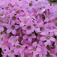 Campanula lactiflora \'Dwarf Pink\' - 1 packet (200 campanula seeds)