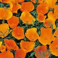 californian poppy sun shades 1 packet 100 californian poppy seeds