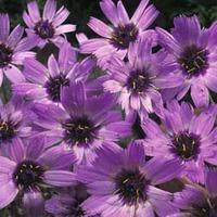 Catananche caerulea - 1 packet (100 catananche seeds)