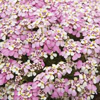 Candytuft \'Pink Ice\' (Large Plant) - 1 x 1 litre candytuft potted plant