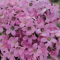 Campanula lactiflora \'Dwarf Pink\' (Large Plant) - 1 x 1 litre potted campanula plant