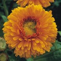 calendula officinalis greenheart orange 1 packet 80 calendula seeds