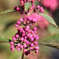 Callicarpa bodinieri var. giraldii \'Profusion\' (Large Plant) - 1 x 3.5 litre potted callicarpa plant