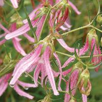 Campanula \'Pink Octopus\' - 6 campanula jumbo plug plants