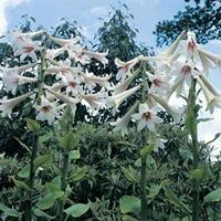 Cardiocrinum giganteum - 1 packet (40 cardiocrinum seeds)