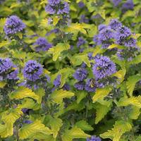 Caryopteris x clandonensis \'Hint of Gold\' (Large Plant) - 2 x 3.5 litre potted caryopteris plants