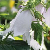 Campanula \'Iridescent Bells\' - 6 campanula jumbo plug plants