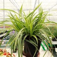 Carex morrowii \'Ice Dance\' (Large Plant) - 2 x 2 litre potted carex plants