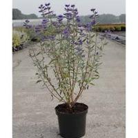 Caryopteris x clandonensis \'Thetis\' (Large Plant) - 2 x 3.5 litre potted plants