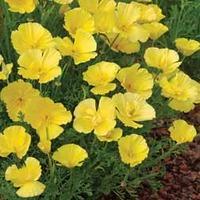 Californian Poppy \'Butter Bush\' - 1 packet (150 californian poppy seeds)