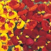 Calceolaria \'Sunset Mixed\' - 1 packet (35 calceolaria seeds)