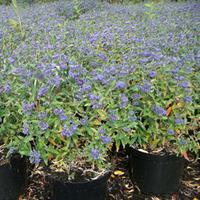 Caryopteris x clandonensis \'Petit Blue\' (Large Plant) - 2 x 3.5 litre potted caryopteris plants