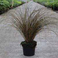 Carex \'Milk Chocolate\' (Large Plant) - 2 x 3.6 litre potted carex plants