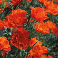 Californian Poppy \'Copper Swirl\' - 1 packet (200 californian poppy seeds)