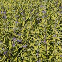 Caryopteris x clandonensis \'Worcester Gold\' (Large Plant) - 2 x 3.6 litre potted caryopteris plants