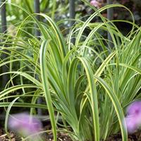 Carex trifida \'Rekohu Sunrise\' (Large Plant) - 2 x 3.6 litre potted carex plants