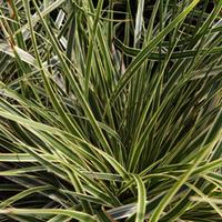 Carex morrowii \'Fisher\'s Form\' (Large Plant) - 2 x 3.6 litre potted carex plants