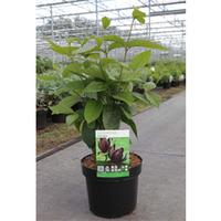 Carolina Allspice (Large Plant) - 2 x 3.6 litre potted calycanthus plants