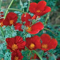 Californian Poppy \'Red Chief\' - 1 packet (300 californian poppy seeds)