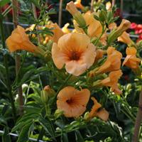 campsis tagliabuana summer jazz gold large plant 2 x 7 litre potted ca ...