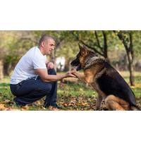 Canine Communication Online Course