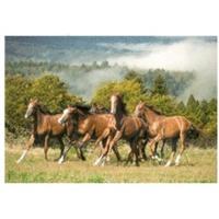 Castorland Wild Horses