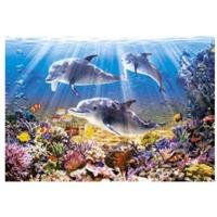 Castorland Dolphins Underwater