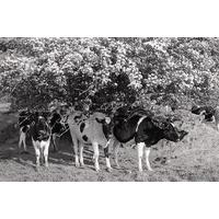 Cattle Under Flowers By James Ravilious