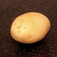 casablanca seed potatoes 1kg