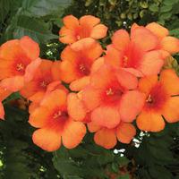 Campsis x tagliabuana \'Indian Summer\' (Large Plant) - 2 campsis plants in 1 litre pots
