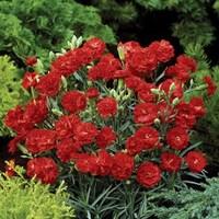 Carnation Can Can 6 Large Plants