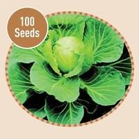 Cabbage Derby Day 100 Seeds