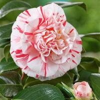 Camellia \'Chamaeleon\' - 1 camellia plant in 3 litre pot