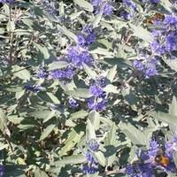 Caryopteris Sterling Silver 1 Pl...