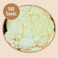 Cauliflower All Year Round 500 Seeds