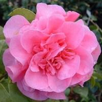 camellia japonica debbie 1 plant 9cm pot