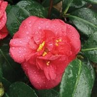 Camellia Adolphe Audusson 1 plant 9cm Pot