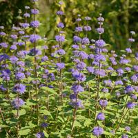 Caryopteris x clandonensis \'Kew Blue\' (Large Plant) - 1 caryopteris plant in 3.5 litre pot