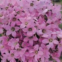 Campanula lactiflora \'Dwarf Pink\' (Large Plant) - 1 campanula plant in 1 litre pot