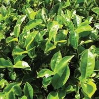 Camellia sinensis (Tea Plant) 1 Plant 3 Litre