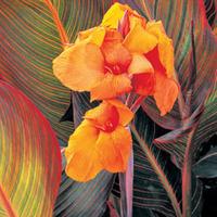 Canna \'Tropicanna\' - 4 canna plug plants