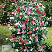 Camellia \'Tricolour\' - 1 Camellia \'Tricolour\' in 15cm pot (3 plants)