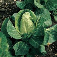 Cabbage \'April\' (Spring) (Seeds) - 1 packet (300 cabbage seeds)