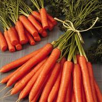 carrot amsterdam forcing 3 seeds 1 packet 1500 carrot seeds