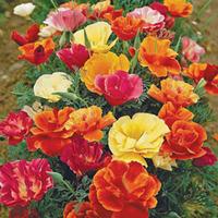 Californian Poppy \'Monarch Mixed\' (Seeds) - 1 packet (500 Californian Poppy seeds)
