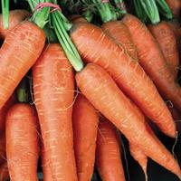 Carrot \'Flyaway\' F1 Hybrid (Seeds) - 1 packet (400 carrot seeds)
