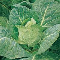 Cabbage \'Durham Early\' (Spring) (Seeds) - 1 packet (300 cabbage seeds)